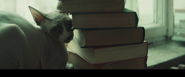 Video Reference: Cat, Comfort, Carnivore, Felidae, Fawn, Small to medium-sized cats, Whiskers, Tints and shades, Wood, Publication