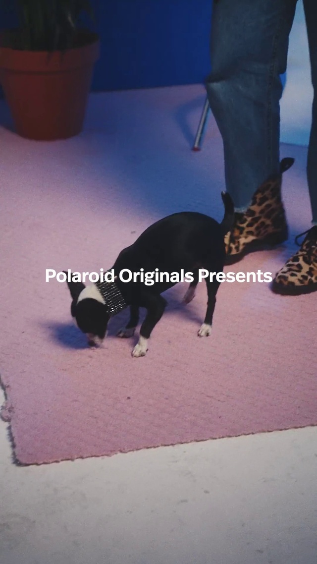 Video Reference: Vertebrate, Dog, Flowerpot, Carnivore, Mammal, Houseplant, Purple, Knee, Floor, Dog breed