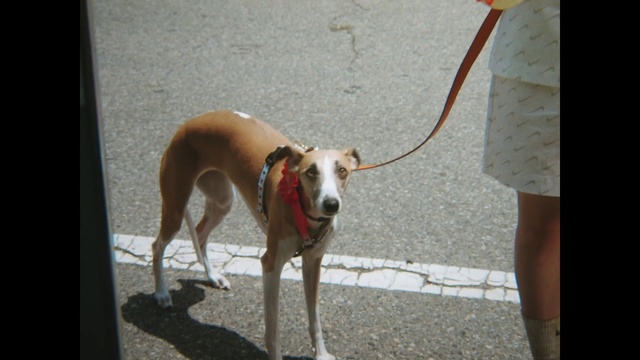 Video Reference: Dog, Carnivore, Collar, Dog supply, Companion dog, Pet supply, Tail, Snout, Ball, Dog breed