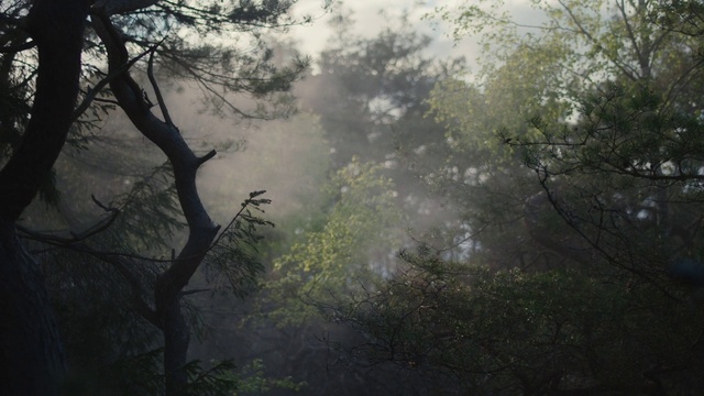 Video Reference: Atmosphere, Water, Plant, Cloud, Wood, Natural landscape, Twig, Sky, Trunk, Tree