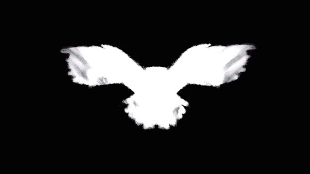 Video Reference: Bird, Beak, Feather, Wing, Petal, Font, Tail, Plant, Art, Darkness