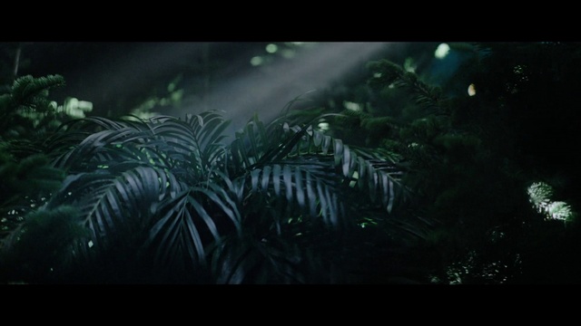 Video Reference: Plant, Water, Terrestrial plant, Tree, Natural landscape, Arecales, Landscape, Midnight, Forest, Darkness
