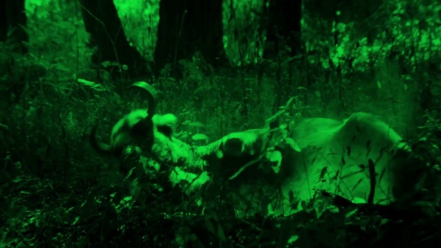 Video Reference: Plant, Green, Branch, Terrestrial plant, Organism, Natural landscape, Grass, Wood, Tree, Groundcover