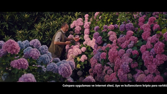 Video Reference: Flower, Plant, Botany, Purple, Petal, Pink, Shrub, Flowering plant, Groundcover, Annual plant