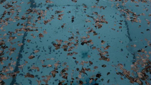 Video Reference: Water, Azure, Underwater, Fluid, Organism, Liquid, Aqua, Fish, Electric blue, Fin