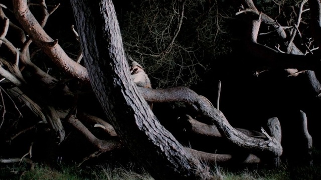 Video Reference: Plant, Leaf, Wood, Twig, Branch, Trunk, Vegetation, Biome, Terrestrial plant, Natural landscape