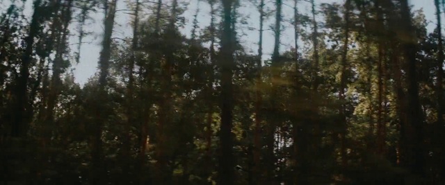 Video Reference: Plant community, Sky, Natural landscape, Wood, Terrestrial plant, Twig, Trunk, Tree, Atmospheric phenomenon, Deciduous