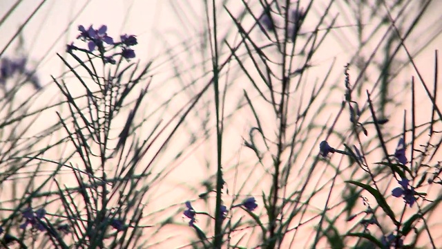 Video Reference: Plant, Sky, Tree, Branch, Twig, Natural landscape, Grass, Wood, Tints and shades, Freezing