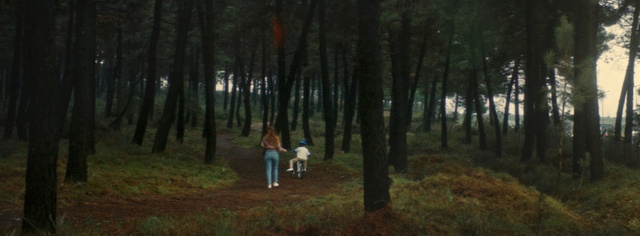 Video Reference: Plant, People in nature, Tree, Dog, Wood, Carnivore, Natural landscape, Trunk, Grass, Deciduous