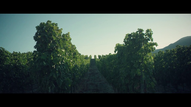 Video Reference: Sky, Natural landscape, Terrestrial plant, Plant, Rectangle, Tree, Grass, Horizon, Tints and shades, Landscape