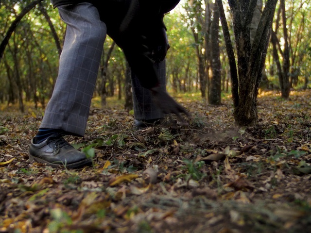 Video Reference: Shoe, Plant, People in nature, Tree, Natural landscape, Wood, Branch, Trunk, Grass, Thigh