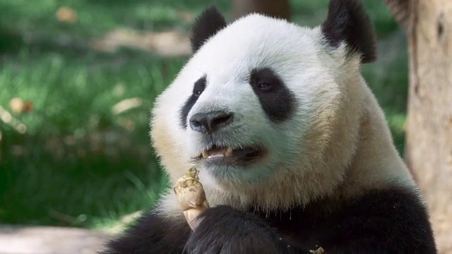 Video Reference: Vertebrate, Carnivore, Mammal, Natural material, Panda, Terrestrial animal, Snout, Grass, Whiskers, Fur