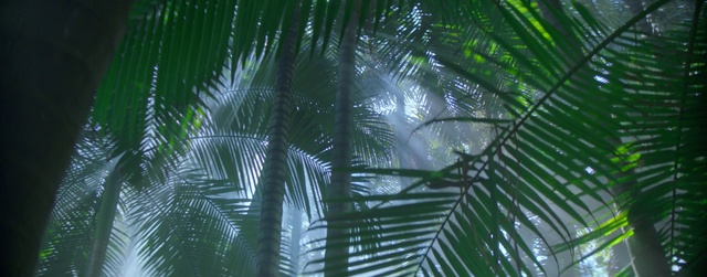 Video Reference: Tree, Terrestrial plant, Branch, Arecales, Vegetation, Biome, Trunk, Palm tree, Flowering plant, Forest