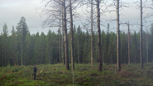 Video Reference: Plant, Sky, Natural landscape, Larch, Wood, Terrestrial plant, Land lot, Trunk, Tree, Evergreen