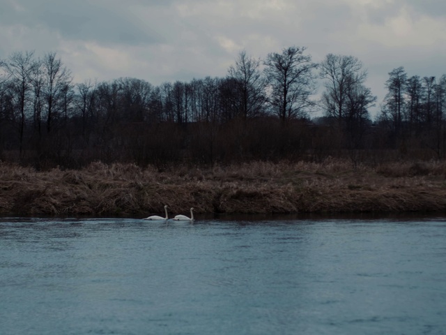 Video Reference: Water, Cloud, Sky, Bird, Plant, Tree, Natural landscape, Fluvial landforms of streams, Lake, Lacustrine plain