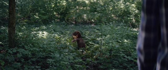 Video Reference: Plant, Plant community, Primate, Fawn, Terrestrial animal, Terrestrial plant, Groundcover, Grass, Shrub, Tree