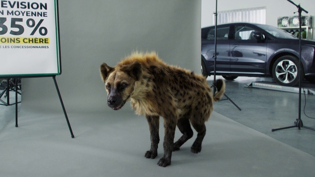 Video Reference: Wheel, Spotted hyena, Hyena, Vertebrate, Car, Tire, Carnivore, Mammal, Brown bear, Terrestrial animal