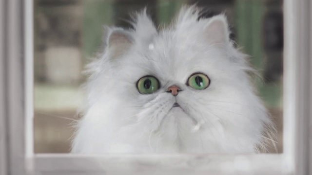 Video Reference: Face, Head, Cat, Eye, Felidae, Plant, Carnivore, Small to medium-sized cats, Whiskers, Snout