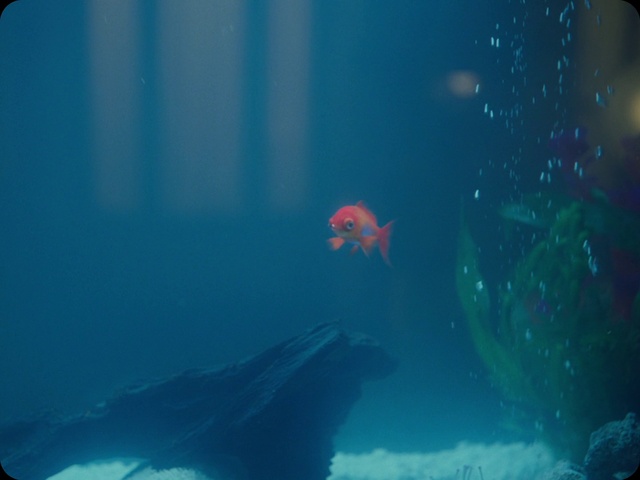 Video Reference: Water, Azure, Fluid, Underwater, Fin, Aqua, Fish, Marine biology, Electric blue, Aquarium