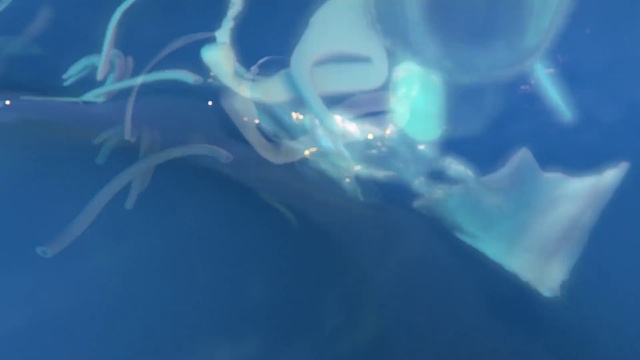 Video Reference: Water, Liquid, Sky, Vertebrate, Fluid, Organism, Aqua, Underwater, Electric blue, Marine biology