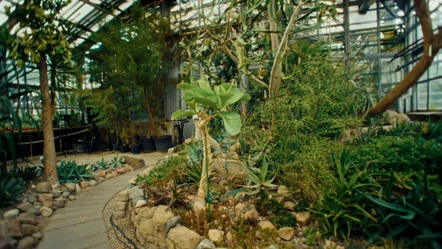 Video Reference: Plant, Plant community, Botany, Greenhouse, Terrestrial plant, Arecales, Biome, Woody plant, Landscape, Shrub