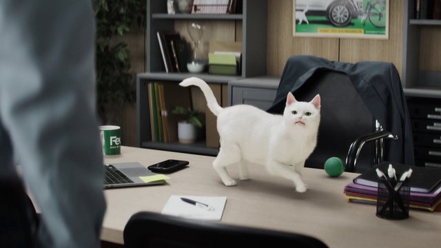 Video Reference: Cat, Green, Felidae, Table, Carnivore, Small to medium-sized cats, Whiskers, Chair, Plant, Tail