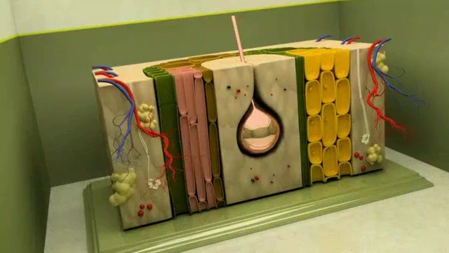Video Reference: educational model, science display, plant tissue, cross section, anatomy model, classroom, model display, biology, handmade, tabletop, green base, colored layers, stem model