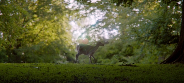 Video Reference: Plant, Natural landscape, Deer, Wood, Tree, Fawn, Grass, Terrestrial animal, Sky, Tints and shades