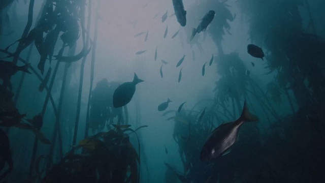 Video Reference: Water, Underwater, Fin, Fluid, Fish, Marine biology, Electric blue, Reef, Lake, Ocean
