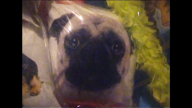 Video Reference: Dog, Dog breed, Carnivore, Fawn, Companion dog, Art, Whiskers, Painting, Toy dog, Working animal