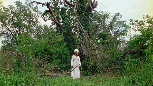 Video Reference: Plant, Sky, People in nature, Tree, Terrestrial plant, Grass, Shrub, Grassland, Plantation, Groundcover