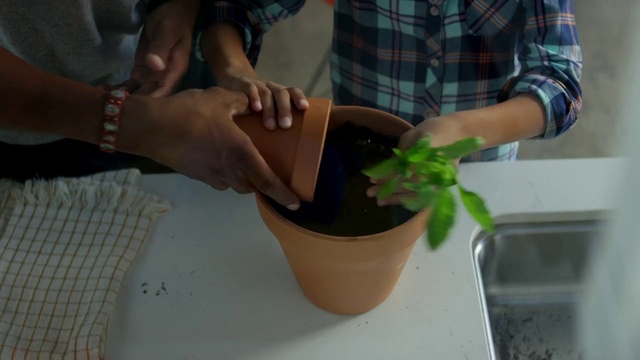 Video Reference: Hand, Plant, Flowerpot, Houseplant, Gesture, Terrestrial plant, Tartan, Wrist, Thumb, Nail