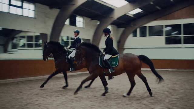 Video Reference: Horse, English pleasure, Window, Saddle, Halter, Horse tack, Working animal, Bit, Bridle, Horse supplies