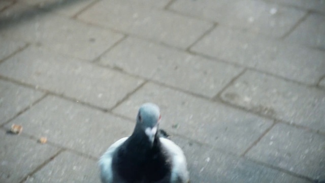 Video Reference: Bird, Beak, Road surface, Asphalt, Grey, Feather, Floor, Flooring, Wood, Grass