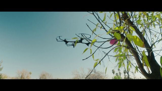 Video Reference: Sky, Flower, Plant, Branch, Twig, Natural landscape, Wood, Terrestrial plant, Grass, Tints and shades