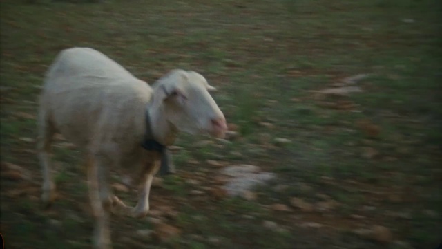 Video Reference: Dog breed, Working animal, Sheep, Fawn, Grass, Terrestrial animal, Grazing, Tail, Goats, Sporting Group