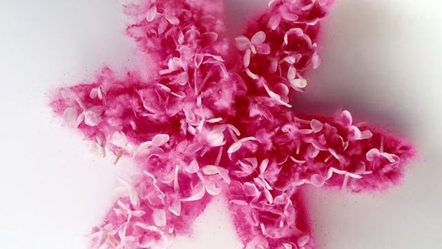 Video Reference: Flower, Plant, Petal, Pink, Magenta, Flower Arranging, Bouquet, Flowering plant, Close-up, Cut flowers