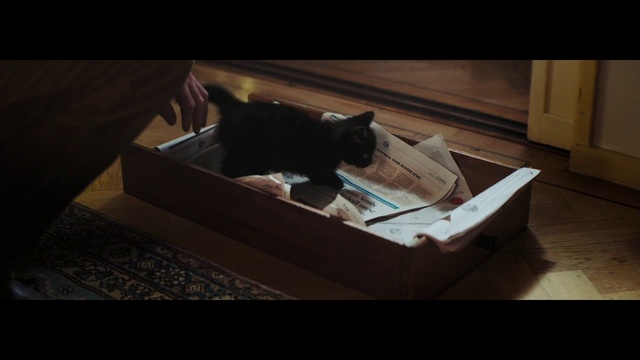 Video Reference: Cat, Carnivore, Wood, Felidae, Comfort, Shipping box, Rectangle, Small to medium-sized cats, Whiskers, Tints and shades