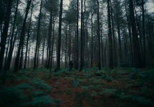 Video Reference: Plant, Natural landscape, Tree, Terrestrial plant, Wood, Sky, Trunk, Landscape, Deciduous, Tints and shades