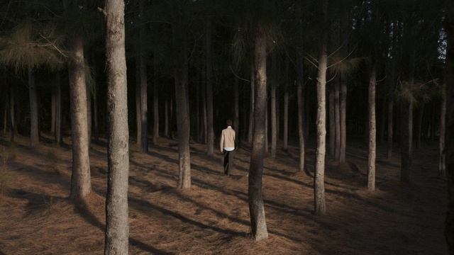 Video Reference: Plant, Natural landscape, Wood, Tree, Trunk, Gesture, Flash photography, People in nature, Twig, Deciduous