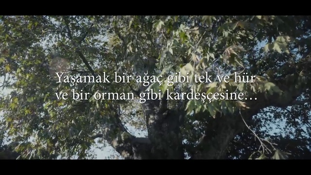 Video Reference: Plant, Natural landscape, Terrestrial plant, Twig, Trunk, Tree, Font, Grass, Landscape, Forest