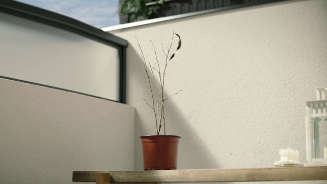 Video Reference: Flowerpot, Plant, Houseplant, Wood, Twig, Tints and shades, Shade, Room, Hardwood, Rectangle