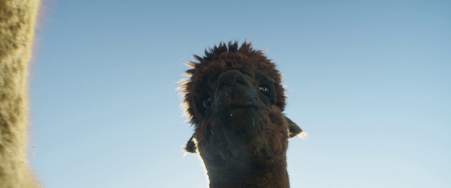 Video Reference: Head, Sky, Alpaca, Camelid, Beak, Terrestrial animal, Arecales, Tree, Snout, Llama