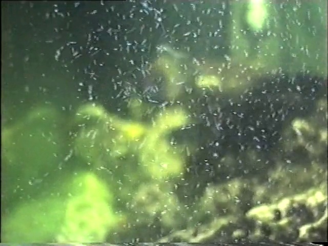 Video Reference: Water, Liquid, Natural landscape, Astronomical object, Tints and shades, Terrestrial plant, Grass, Rectangle, Space, Moisture