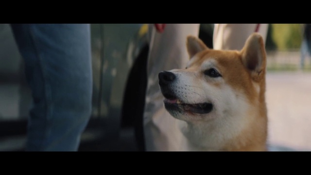 Video Reference: Dog, Carnivore, Fawn, Dog breed, Companion dog, Whiskers, Snout, Working animal, Spitz, Terrestrial animal