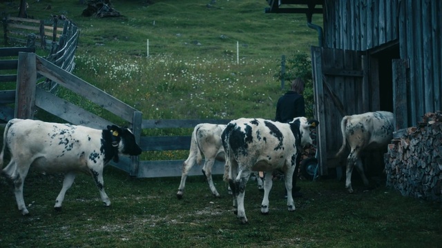 Video Reference: Plant, Natural environment, Grass, Grassland, Dairy cow, Landscape, Grazing, Terrestrial animal, Snout, Meadow
