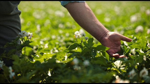Video Reference: Flower, Plant, People in nature, Green, Natural environment, Sunlight, Gesture, Grass, Fruit, Morning