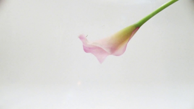Video Reference: Plant, Leg, Petal, Twig, Terrestrial plant, Dance, Flowering plant, Magenta, Pedicel, Art