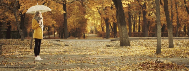 Video Reference: People in nature, Nature, Botany, Wood, Branch, Tree, Natural landscape, Trunk, Sunlight, Vegetation