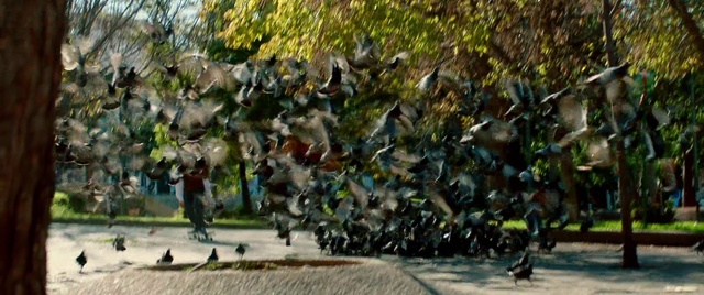 Video Reference: Bird, Grass, Beak, Art, Leisure, Crowd, Tree, Flock, Wildlife, Penguin